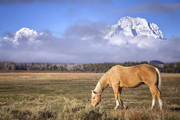 Koń w Grand Teton National Park, Wyoming, Usa — Zdjęcie stockowe