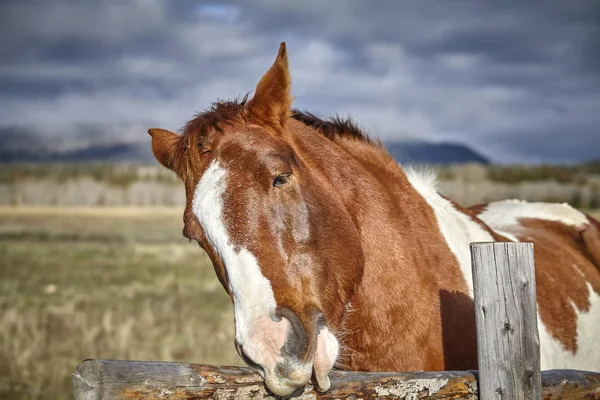 Portrait d'un cheval marron jouant avec une clôture en bois . — Photo