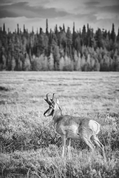 Black and white photo of a pronghorn grazing in the Grand Teton National Park. — Stock Photo, Image