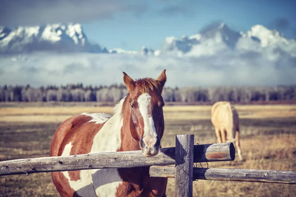 Vintage toned photo of a chestnut horse with Grand Teton mountain range. — Stock Photo, Image
