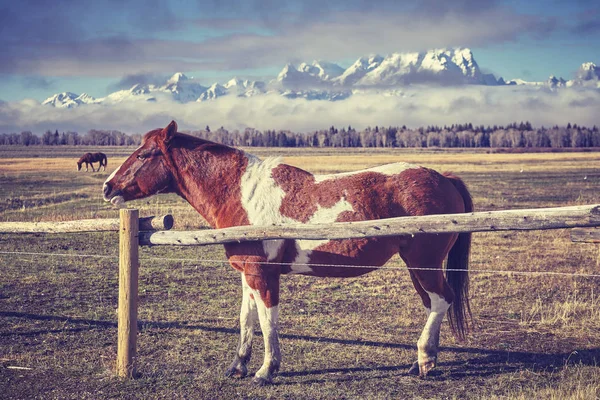 Ročník tónovaný fotografie koně za dřevěný plot. — Stock fotografie