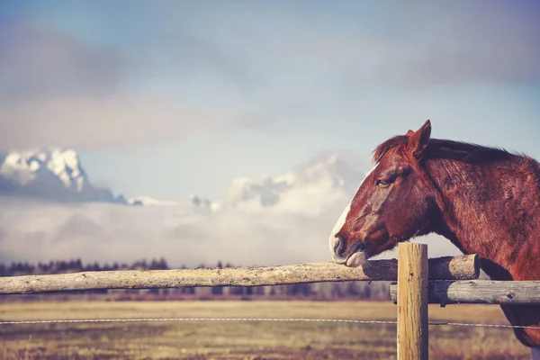 Retrato vintage tonificado de un caballo castaño . — Foto de Stock