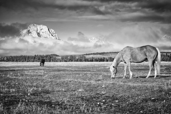 Foto en blanco y negro de caballos de pastoreo, Wyoming, EE.UU. — Foto de Stock