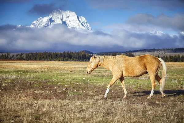 Koń w Grand Teton National Park, Wyoming, Usa — Zdjęcie stockowe