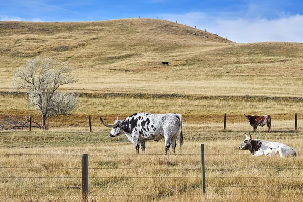 Obraz z Texas Longhorns wypasu na pastwiskach suchych, jesień — Zdjęcie stockowe