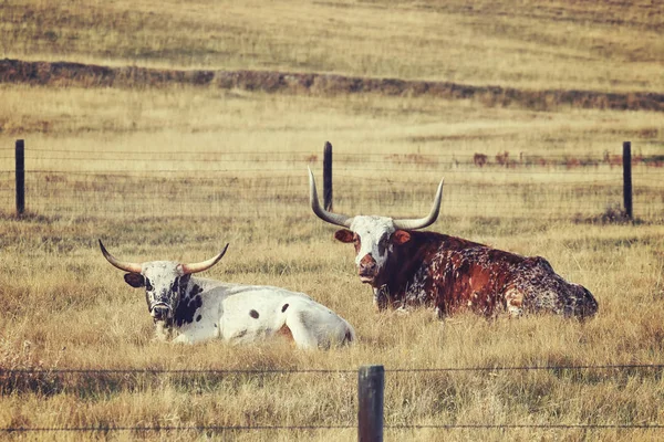 Retro stonowanych dwa Texas Longhorns spoczywała na sucha łąka. — Zdjęcie stockowe