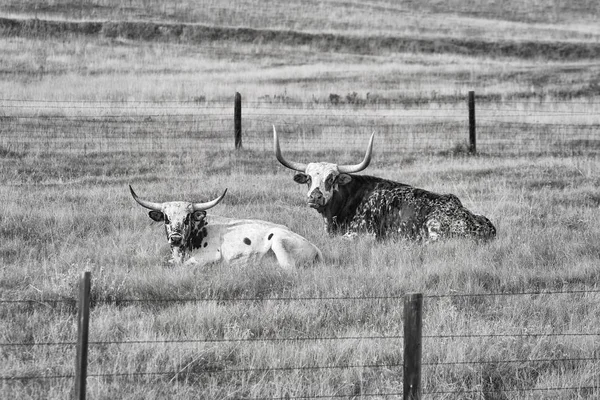 İki Teksas Longhorns yalancılık aşağı siyah beyaz resim. — Stok fotoğraf