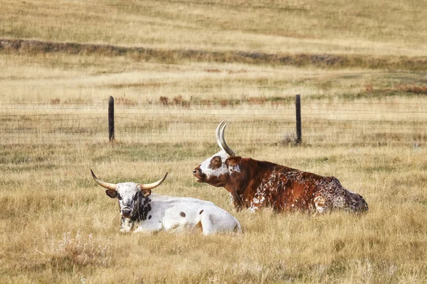 İki Teksas Longhorns kuru çim üzerinde yalan — Stok fotoğraf