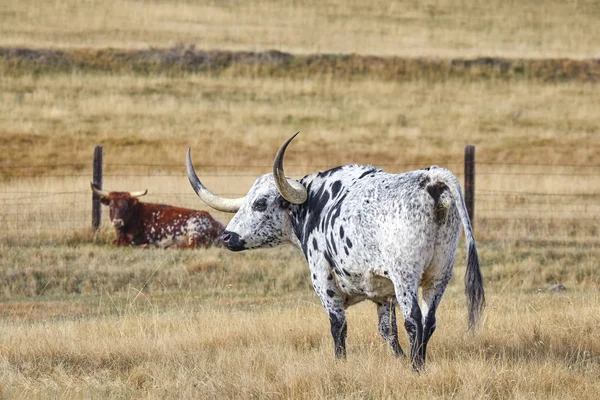 Техасі Longhorns випасу в сухий Пасовище восени — стокове фото
