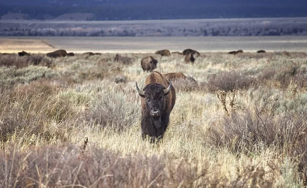 Młody American bison, Wyoming, Stany Zjednoczone Ameryki. — Zdjęcie stockowe
