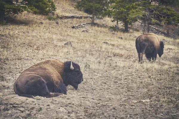 Retro toned American bison in Yellowstone National Park, USA. — Stock Photo, Image