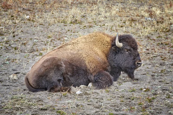 Bisonte americano (bisonte) en Yellowstone National Park, Estados Unidos . —  Fotos de Stock