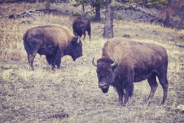 Vintage bisonte tonificado pastoreo en el Parque Nacional Yellowstone . —  Fotos de Stock