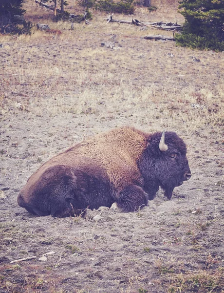 American bison in Yellowstone National Park, USA. — Stock Photo, Image