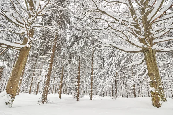 Zimowy krajobraz leśny z pokrytymi śniegiem drzewami — Zdjęcie stockowe