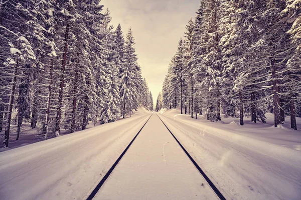 Vintage stonowanych tory kolejowe w zimowym lesie. — Zdjęcie stockowe
