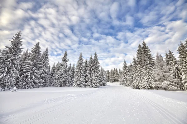 Paisaje invernal con pistas de esquí de fondo . — Foto de Stock