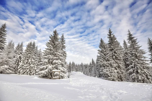 Paisagem de inverno com árvores cobertas de neve — Fotografia de Stock