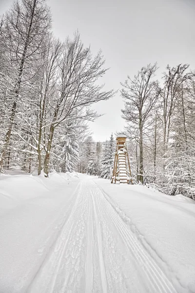 Ambony myśliwskie w zimowym lesie. — Zdjęcie stockowe