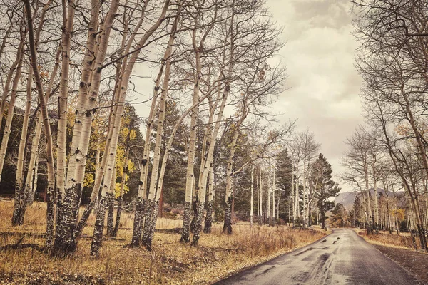 Color retro tonificado camino de otoño después de la lluvia —  Fotos de Stock