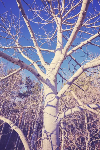 Imagen tonificada a color de un árbol en el bosque — Foto de Stock