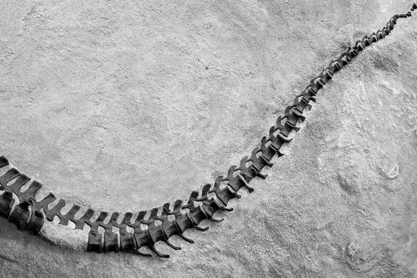 Dinosaur skeleton in Dinosaur National Monument, Utah, USA — Stock Photo, Image