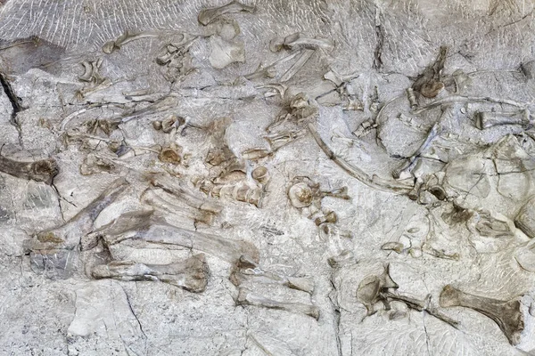 Скелеты динозавров в Национальном памятнике динозавров, Юта, США — стоковое фото