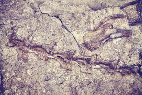 Esqueleto de dinosaurio tonificado en color en Monumento Nacional a los Dinosaurios . —  Fotos de Stock