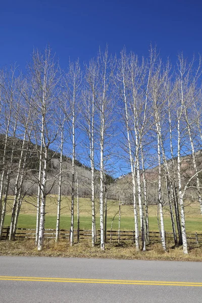 Satır bir kırsal yol boyunca sonbahar yapraksız huş ağaçlarının. — Stok fotoğraf