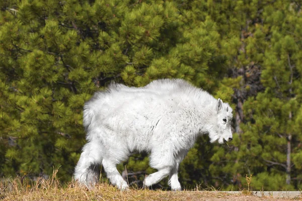 Young mountain goat in Mount Rushmore National Monument, USA — Stock Photo, Image
