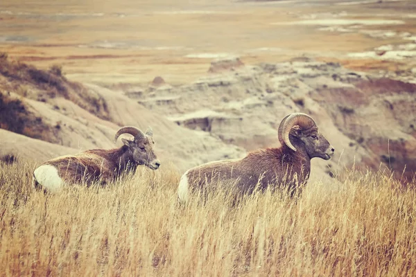 Pareja de ovejas Bighorn en hierba, Badlands National Park, Estados Unidos . —  Fotos de Stock