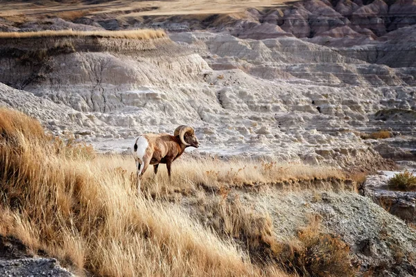 Büyük eğri ile bighorn koyun Badlands Ulusal parkta boynuzları — Stok fotoğraf