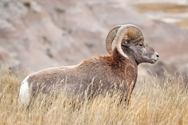 Ovelhas Bighorn com grandes chifres curvos no Parque Nacional Badlands — Fotografia de Stock