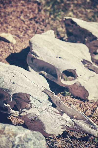 Tonas färgbild av djurens kranier, selektivt fokus — Stockfoto