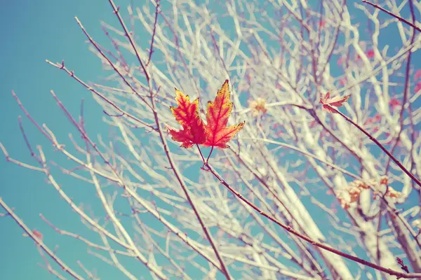 Imagen retro estilizada de las últimas hojas de un árbol . —  Fotos de Stock