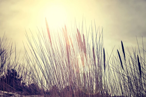 Color toned dried plants against the sun, nature background. — Stock Photo, Image