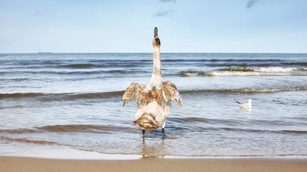 Imagem panorâmica do jovem cisne mudo em uma praia . — Fotografia de Stock