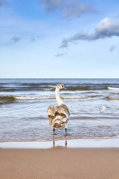 Cisne mudo jovem vagando em uma praia — Fotografia de Stock