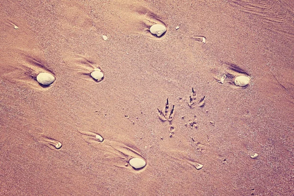 Färgen tonas bild av seagull skriver på sand — Stockfoto