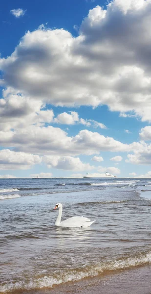 Schwan auf dem Wasser und Fähre in der Ferne, Reisekonzept. — Stockfoto