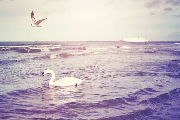Färgen tonas swan och färjan i avstånd, resor koncept. — Stockfoto