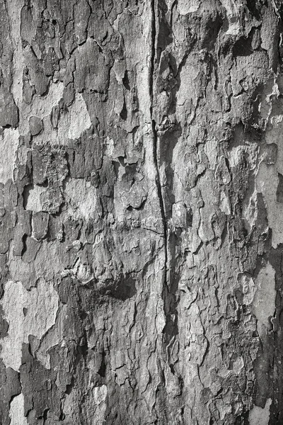 Schwarz-weißes Bild von Platanenrinde. — Stockfoto