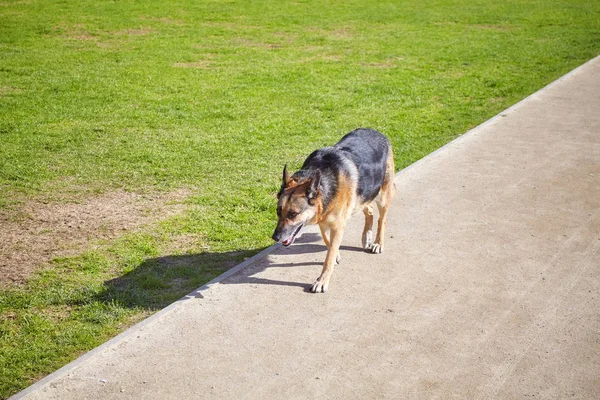 公園の小道に単独で解き放たれた犬の散歩 — ストック写真
