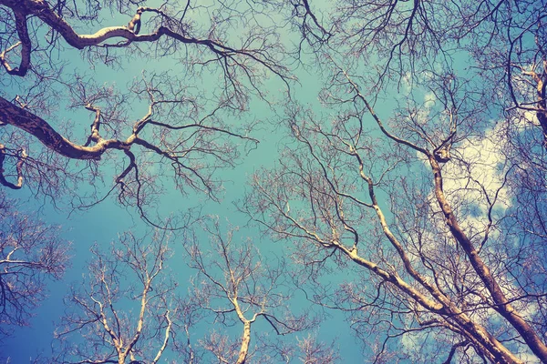 Дивлячись на безлистяні вершини плоских дерев — стокове фото
