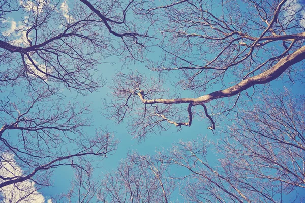 Guardando in alto verso le cime senza foglie di platani — Foto Stock