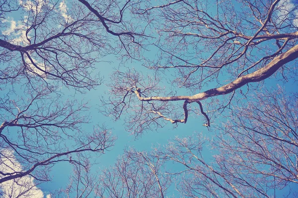 Olhando para os topos sem folhas de árvores planas — Fotografia de Stock