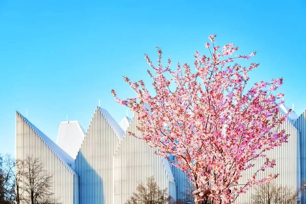 Bela árvore rosa flor em Szczecin, Polônia . — Fotografia de Stock