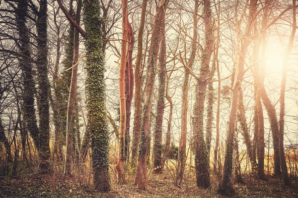 Misteriosas árvores ao pôr do sol, tonificação de cor aplicada. — Fotografia de Stock