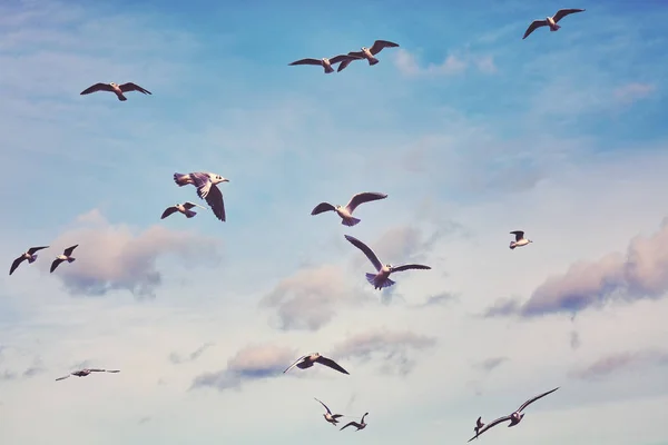 Color toned picture of flying seagulls — Stock Photo, Image