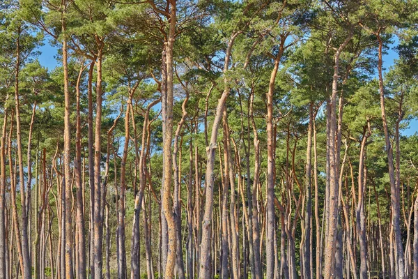 Bild av tall tall träd skogen — Stockfoto